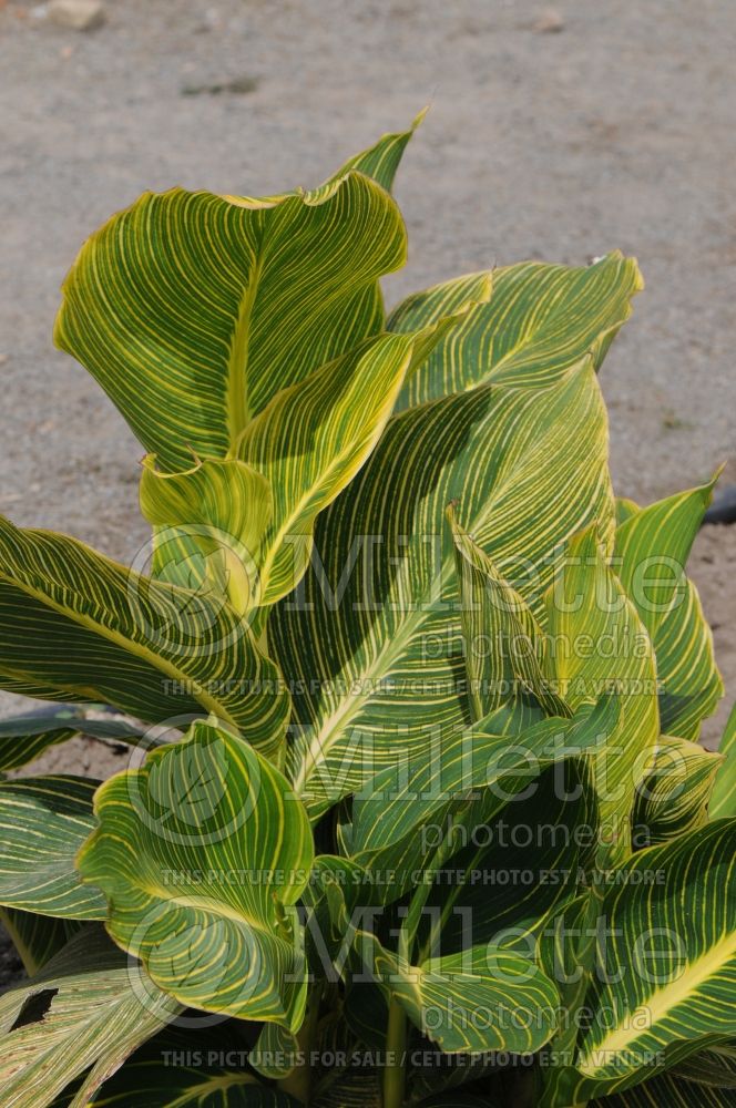 Canna Tropicanna Gold (Canna Lily) 1