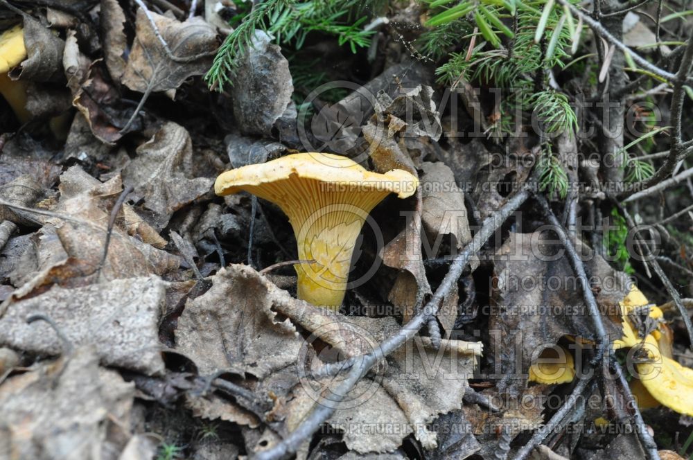Cantharellus cibarius (chanterelle, golden chanterelle or girolle) (edible mushroom) 19 