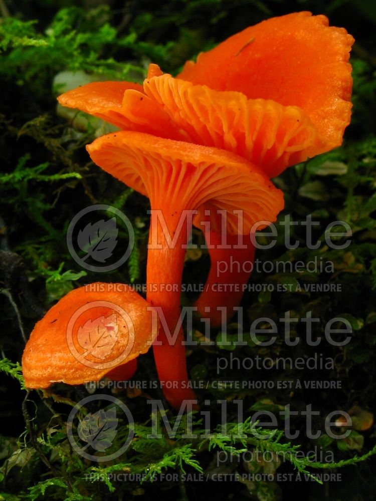 Cantharellus cinnabarinus (Cinnabar-Red Chanterelle) (Edible mushroom) 12 
