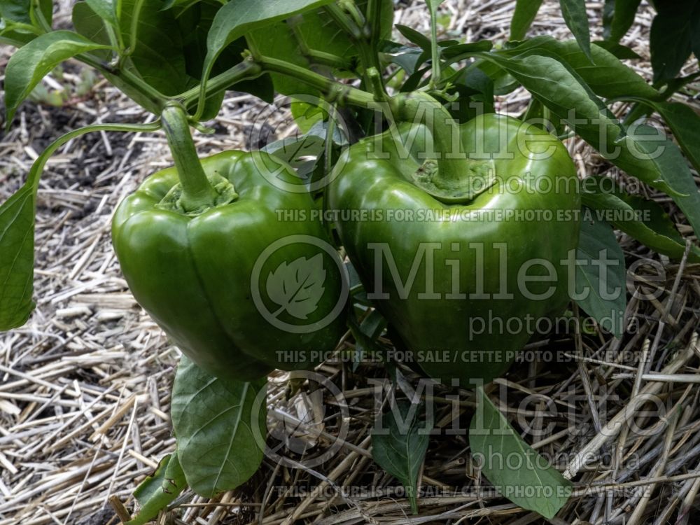 Capsicum California Wonder (pepper vegetable – poivron piment) 1