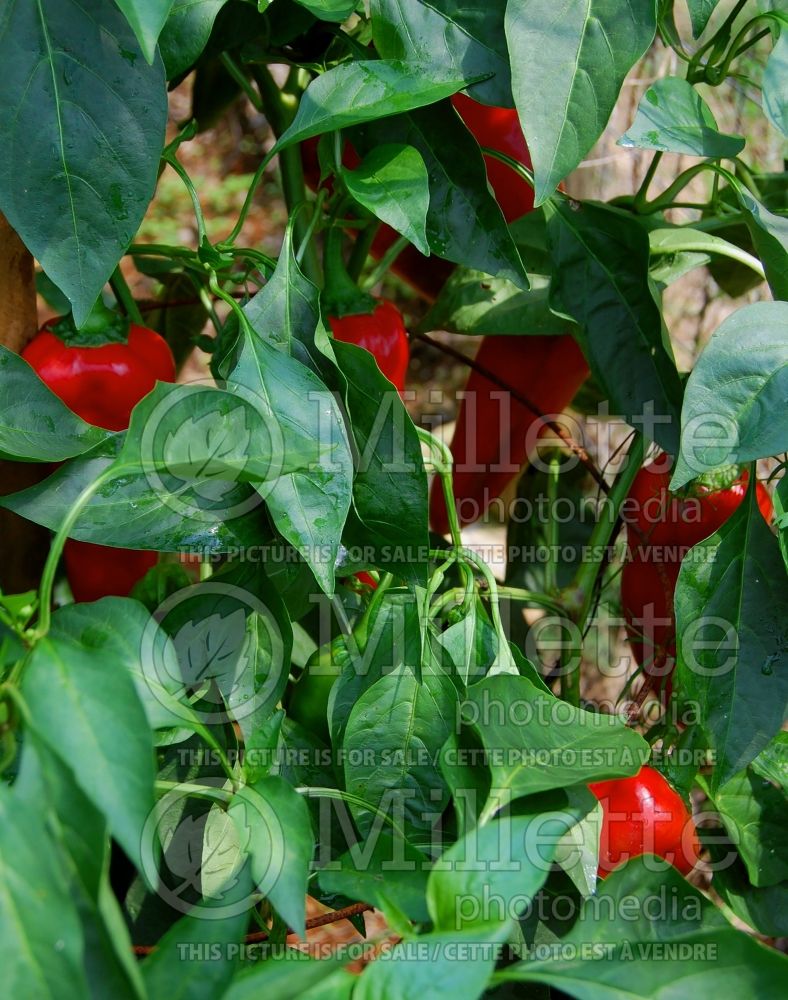 Capsicum Carmen (pepper vegetable – poivron piment) 3
