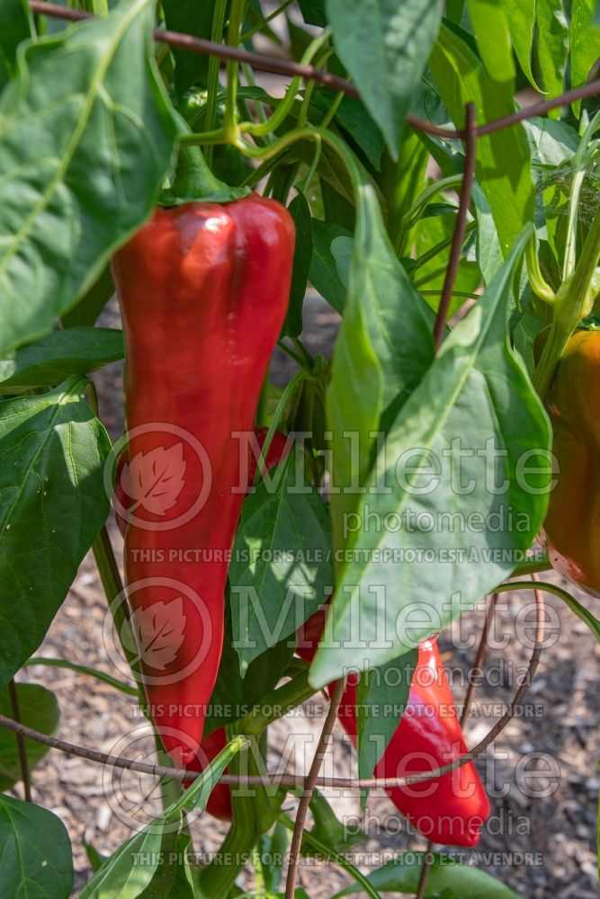 Capsicum Carmen (pepper vegetable – poivron piment) 2 