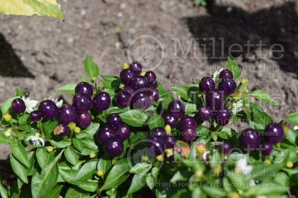 Capsicum Hot Pops Purple (pepper vegetable – poivron piment) 1