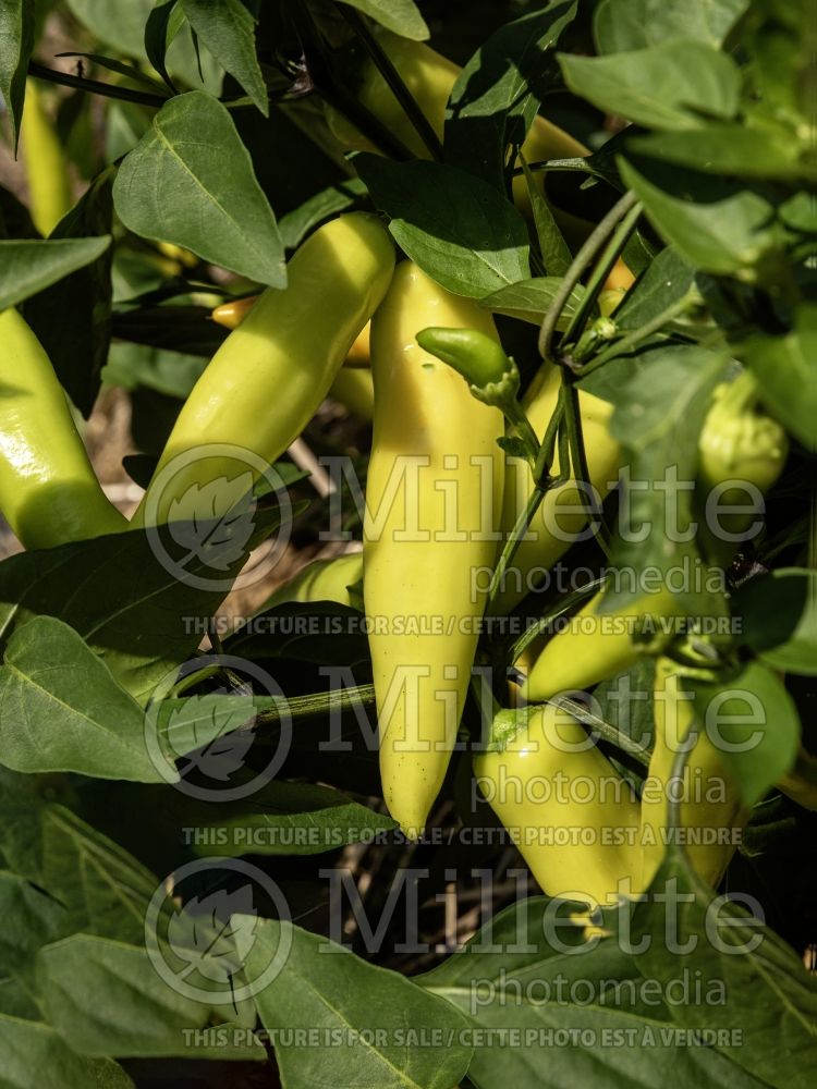 Capsicum Hungarian Wax (Bell pepper) 3 