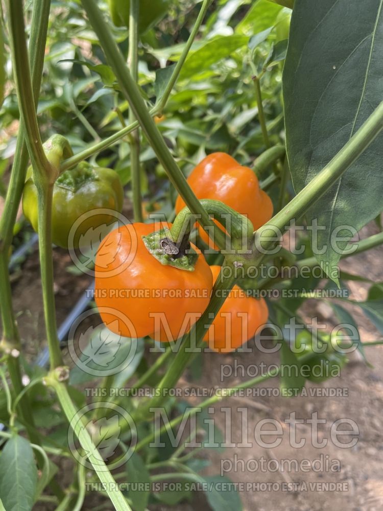 Capsicum Mini Bell Orange (pepper vegetable – poivron piment) 2 