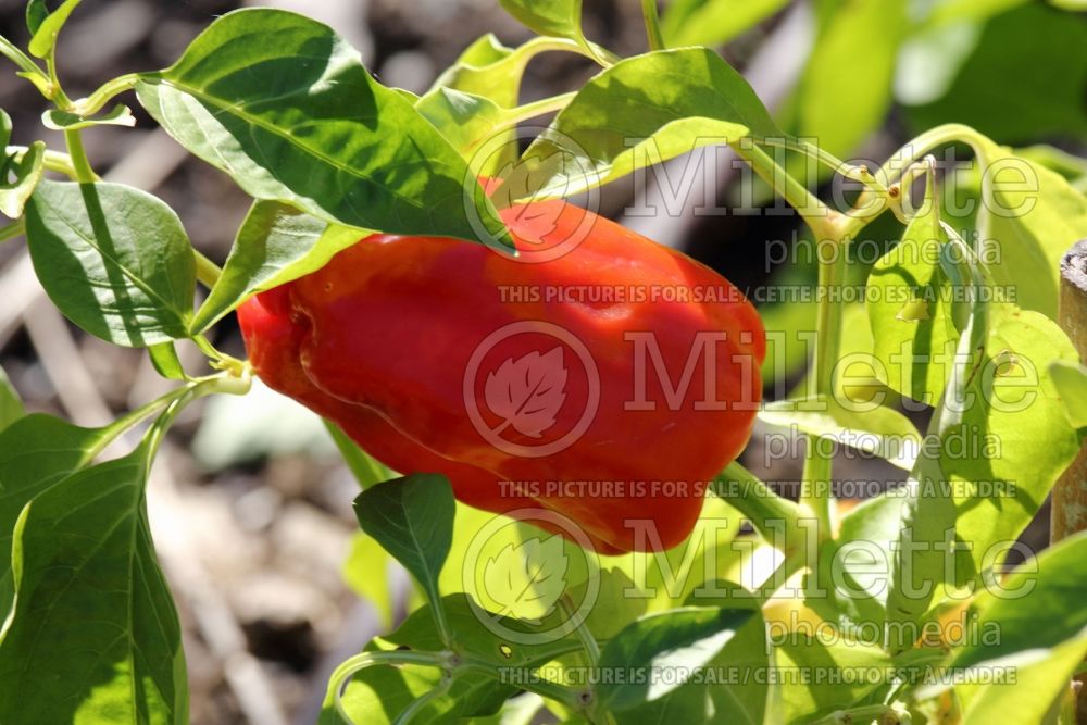 Capsicum Alba Regia (pepper vegetable – poivron piment) 1 