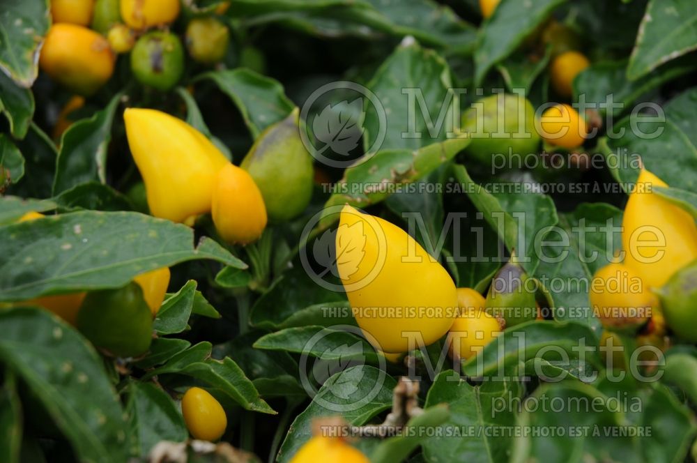 Capsicum Calipso Yellow (pepper vegetable – poivron piment) 1 