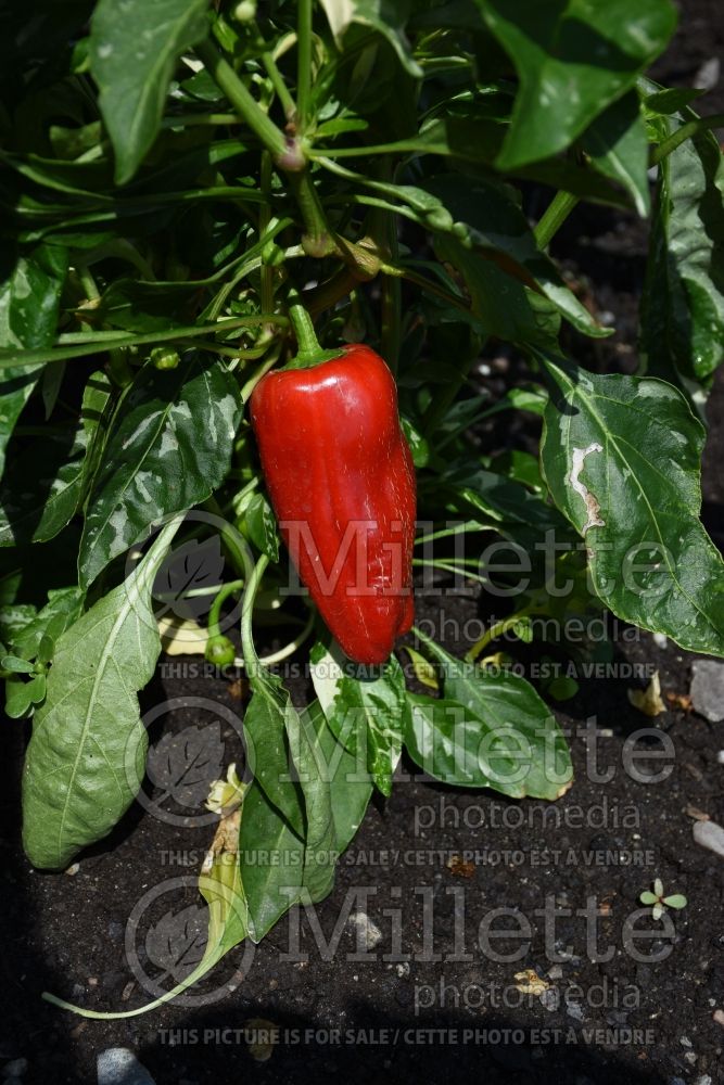 Capsicum Candy Cane Red (pepper vegetable – poivron piment) 1 