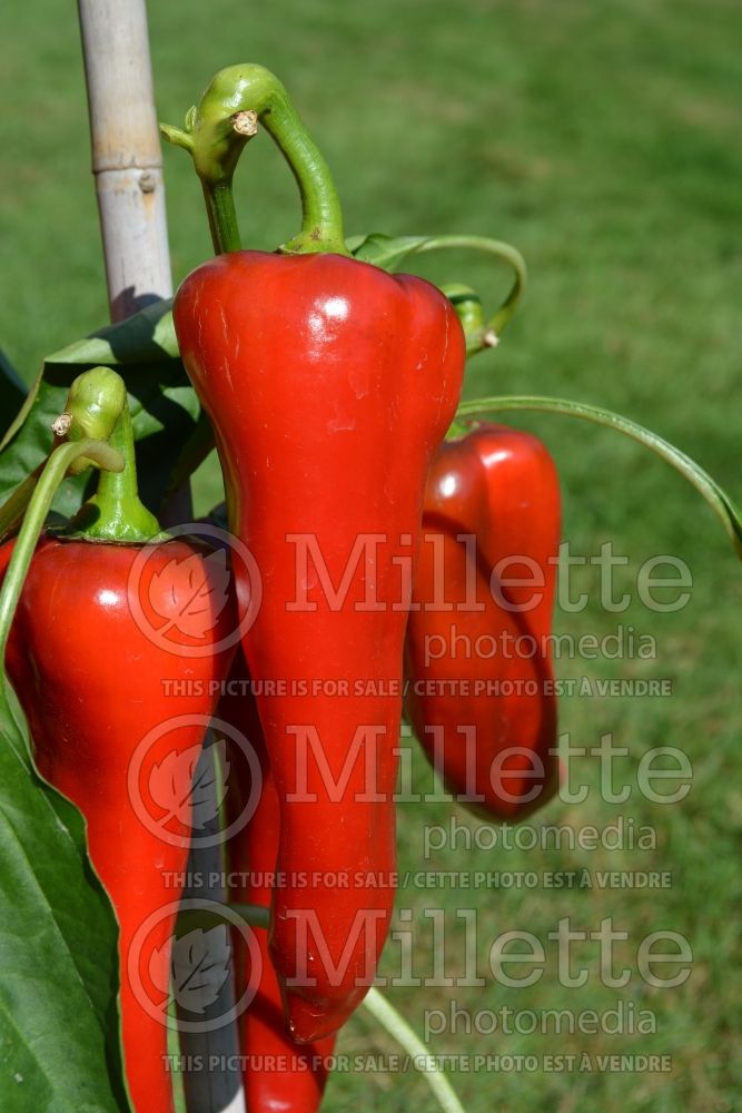 Capsicum Carmen (pepper vegetable – poivron piment) 1 