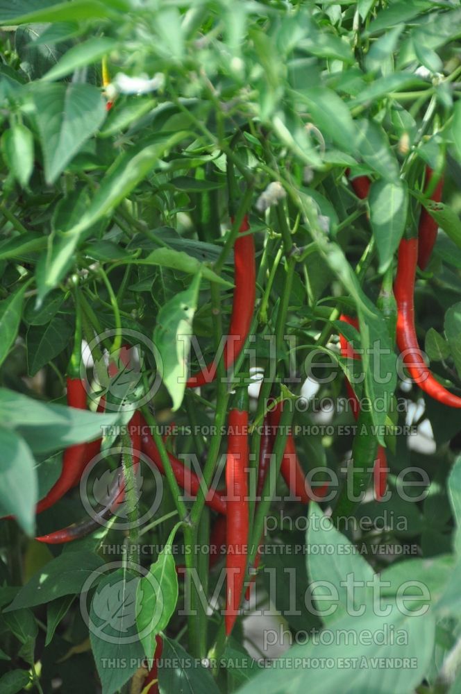 Capsicum Carolina Cayenne (pepper vegetable – poivron piment) 1 