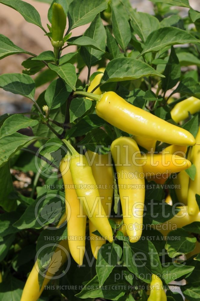 Capsicum Chill Out Hot Banana (pepper vegetable – poivron piment) 1