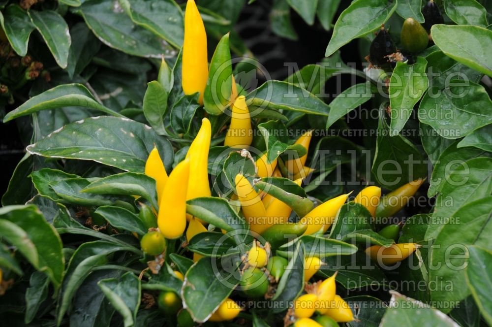 Capsicum Favorit Yellow (pepper vegetable – poivron piment) 1 
