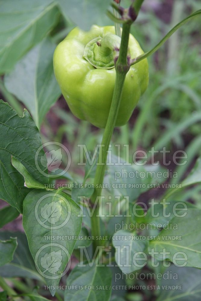 Capsicum Flavor Burst (pepper vegetable – poivron piment) 1 