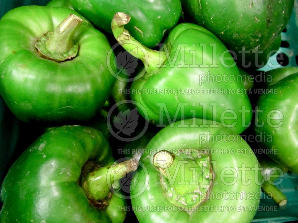 Capsicum annuum (pepper vegetable – poivron piment) 1 