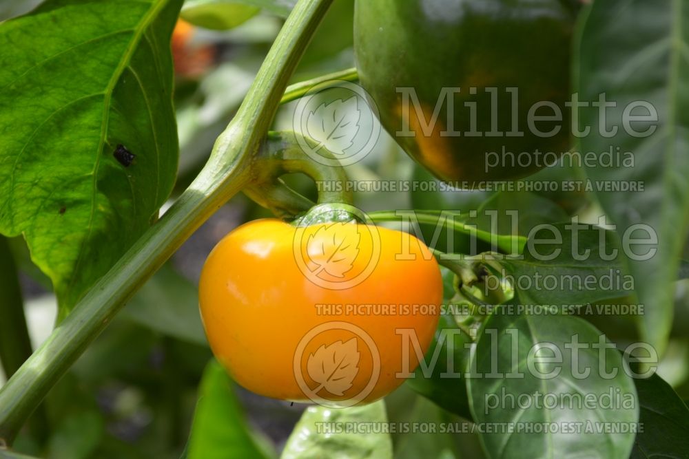 Capsicum annuum (pepper vegetable – poivron piment) 5 