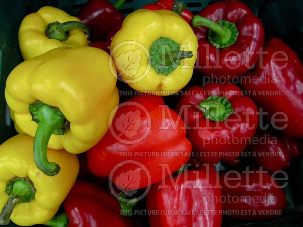 Capsicum annuum (pepper vegetable – poivron piment) 2 