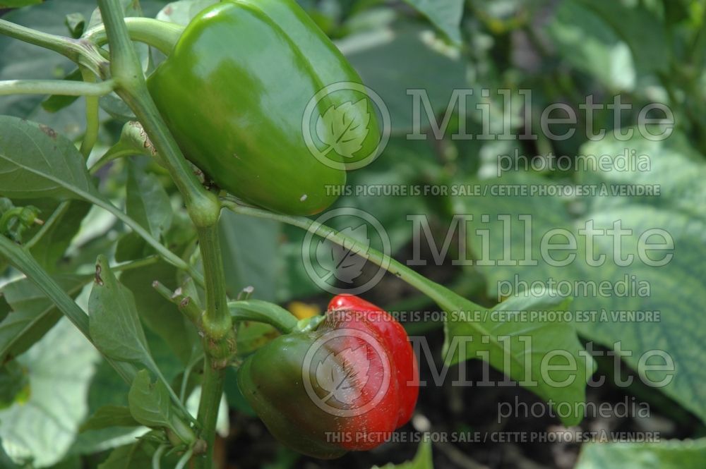 Capsicum Red Knight (pepper vegetable – poivron piment) 1 