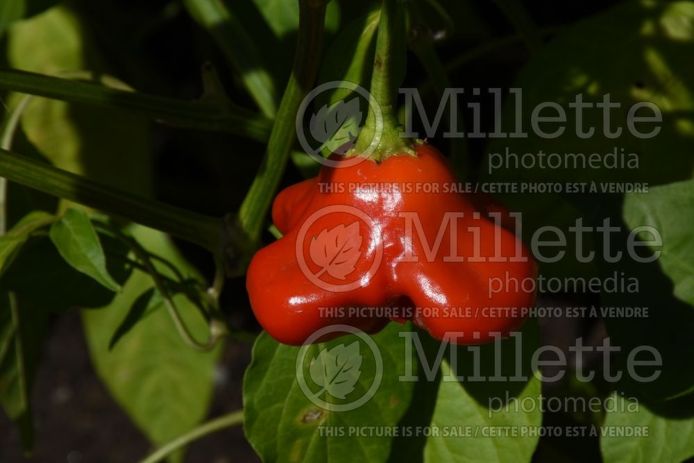 Capsicum Mad Hatter (pepper vegetable – poivron piment) 2 