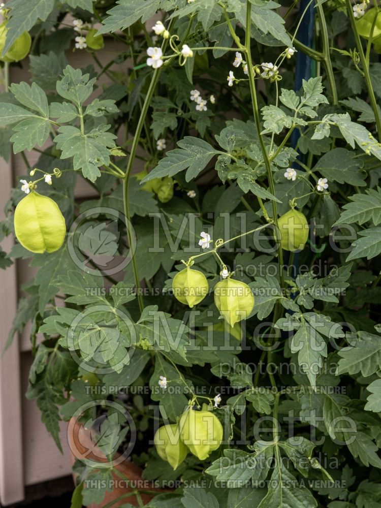 Cardiospermum halicacabum (balloon plant or love in a puff) 1