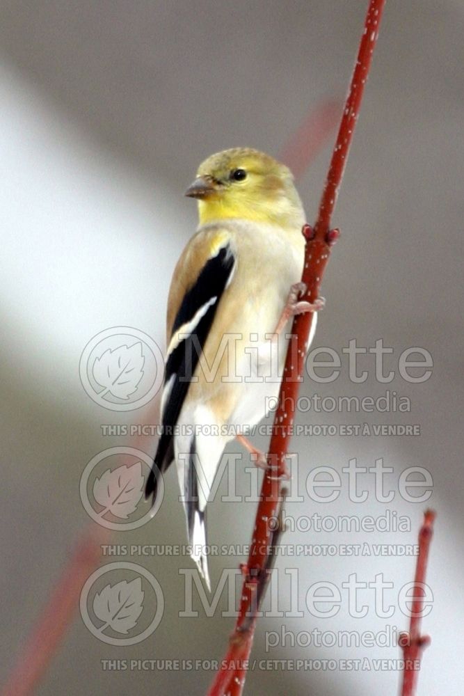 Carduelis tristis or Spinus tristis (American Goldfinch) 1 