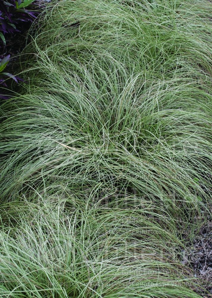 Carex Frosted Curls (New Zealand Hair Sedge Ornamental Grass) 4 