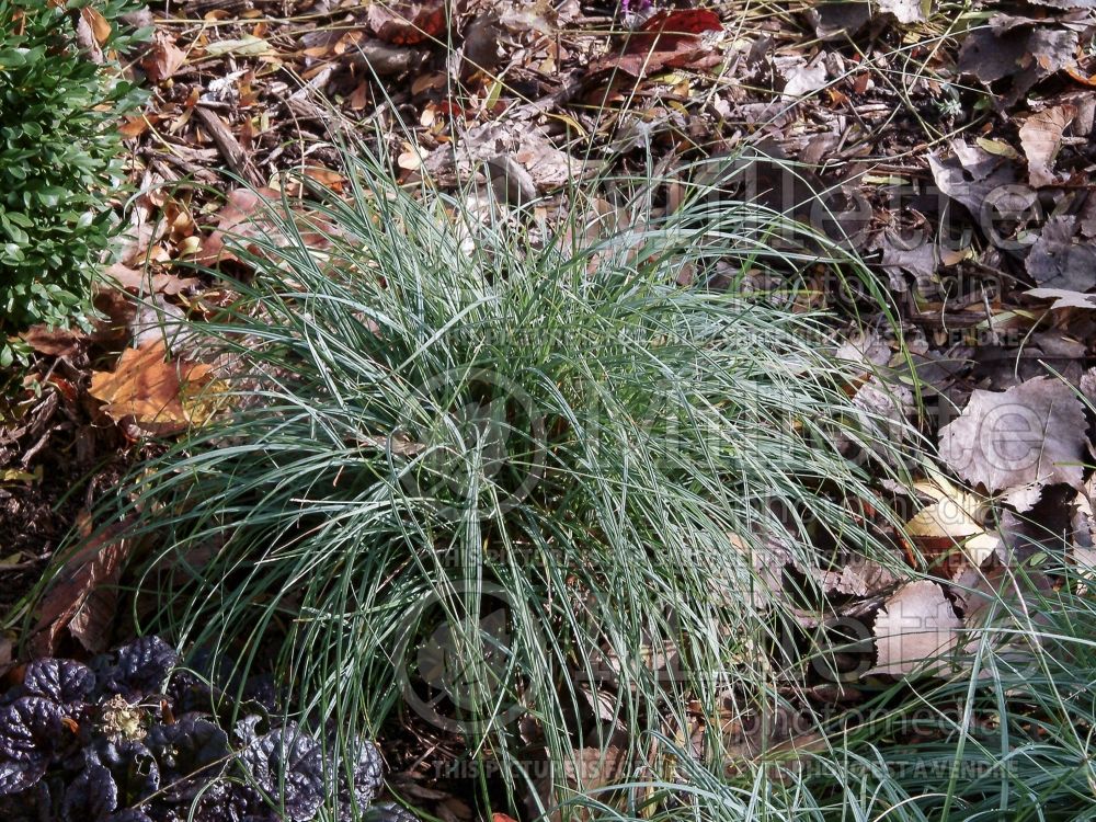 Carex Blue Zinger (Blue Sedge, Heath Sedge Ornamental Grass) 1 