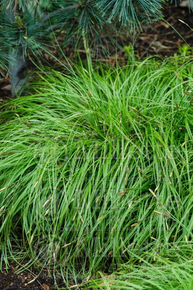 Carex Beatlemania (Weeping Brown Sedge Ornamental Grass) ù 