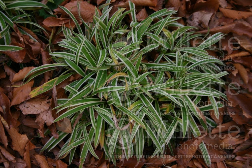 Carex Treasure Island (Sedge Ornamental Grass) 1