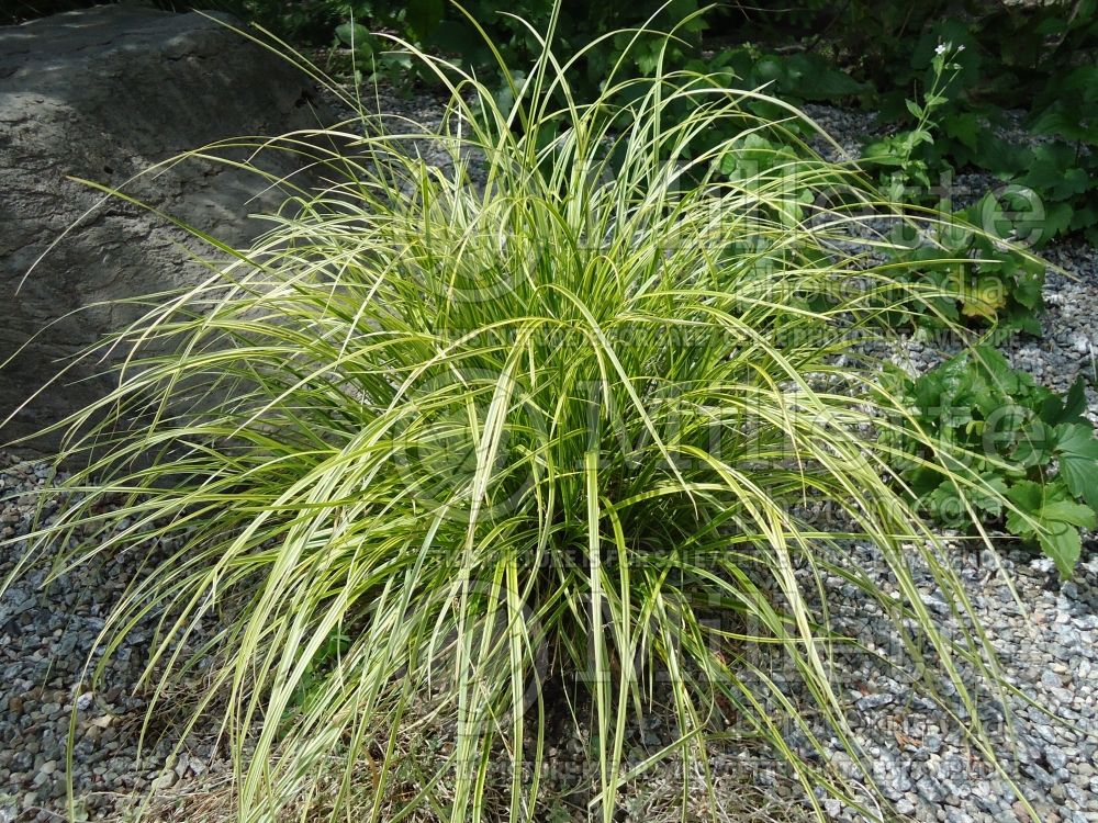 Carex Kaga Nishiki (Gold Fountain Sedge Ornamental Grass) 1 