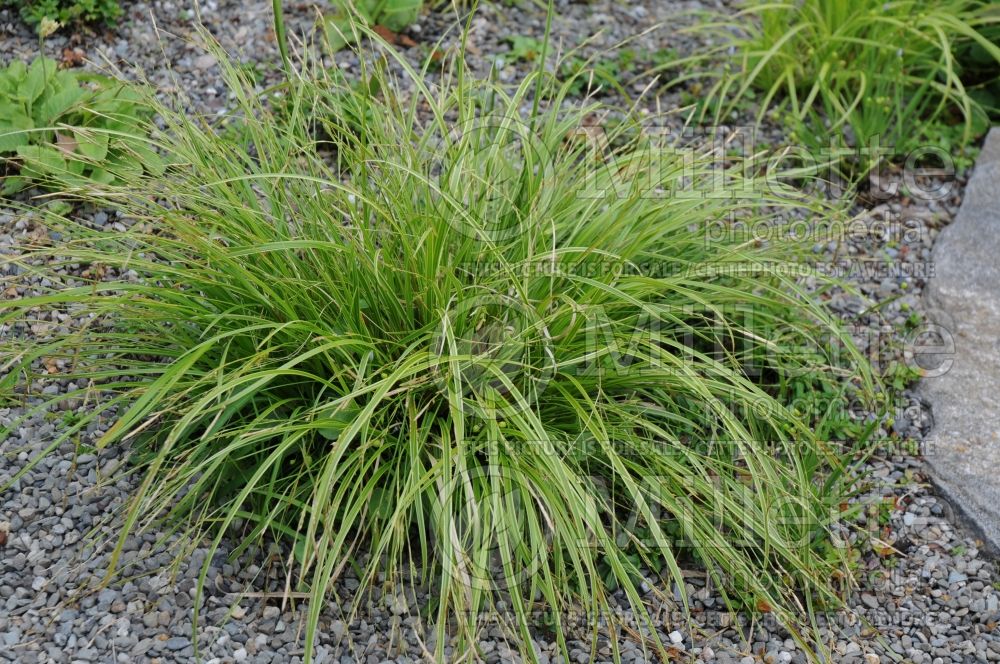 Carex Kaga Nishiki (Gold Fountain Sedge Ornamental Grass) 2 