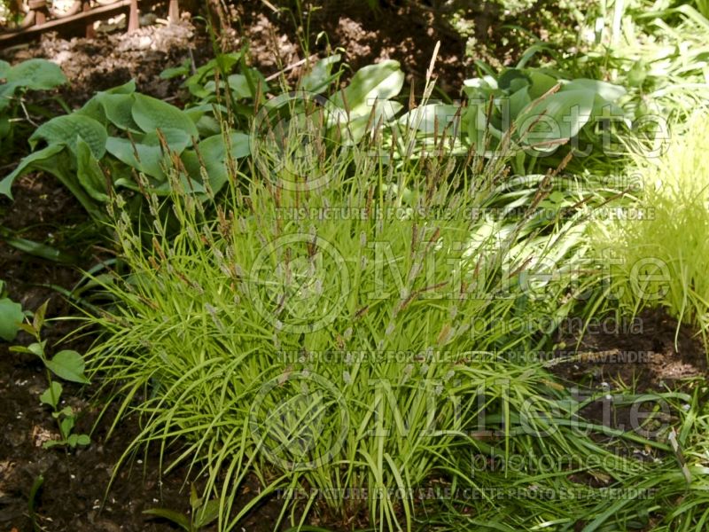 Carex Aurea (Appalachian sedge Ornamental Grass) 4 