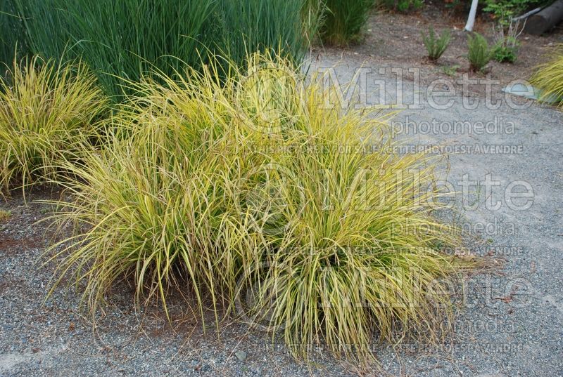 Carex Aurea (Appalachian sedge Ornamental Grass) 7 