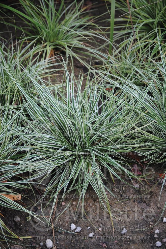 Carex Everest (Sedge Ornamental Grass) 1 
