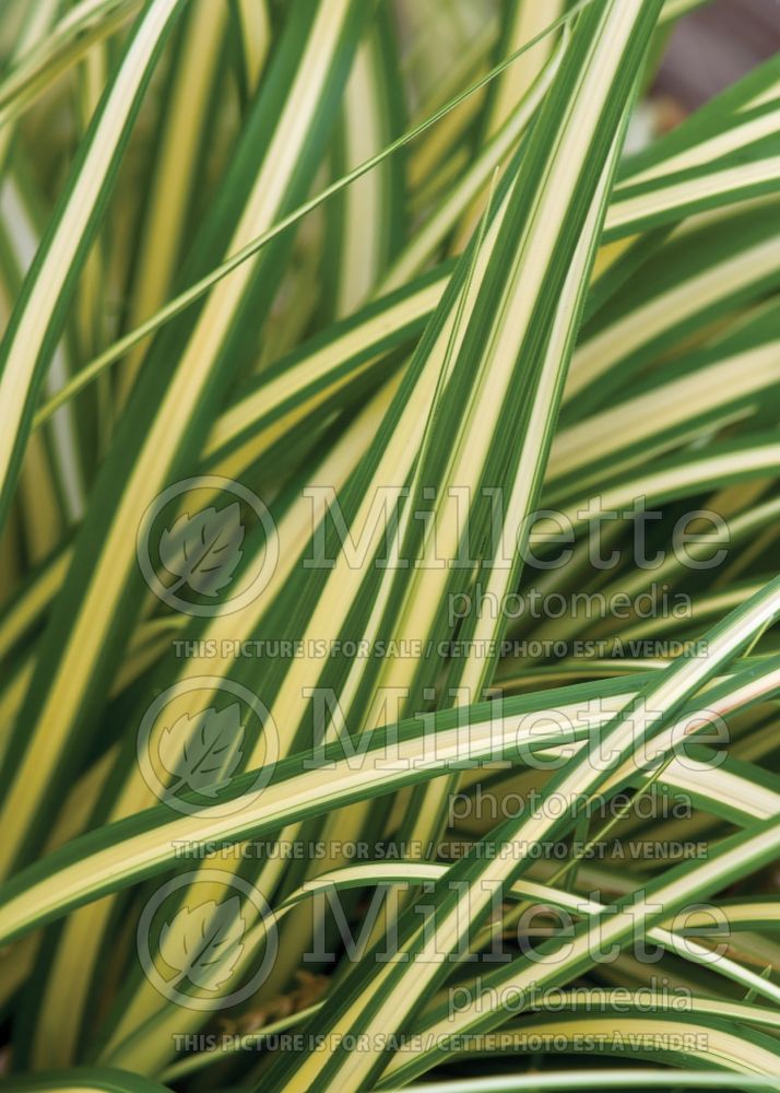 Carex Evergold (Sedge Ornamental Grass) 8 