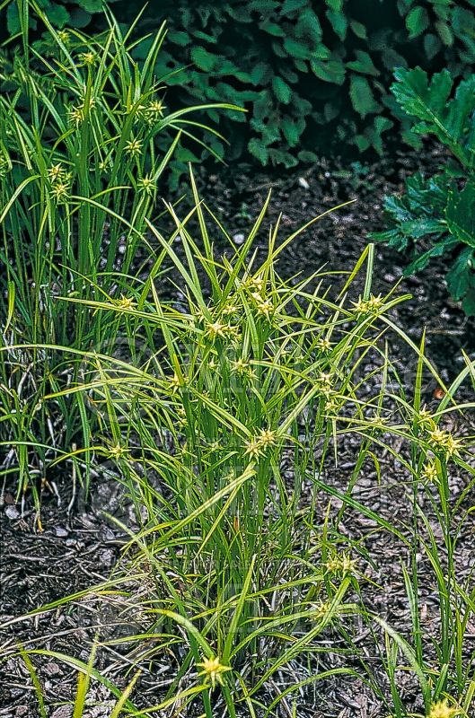 Carex grayi (gray sedge Ornamental Grass) 1