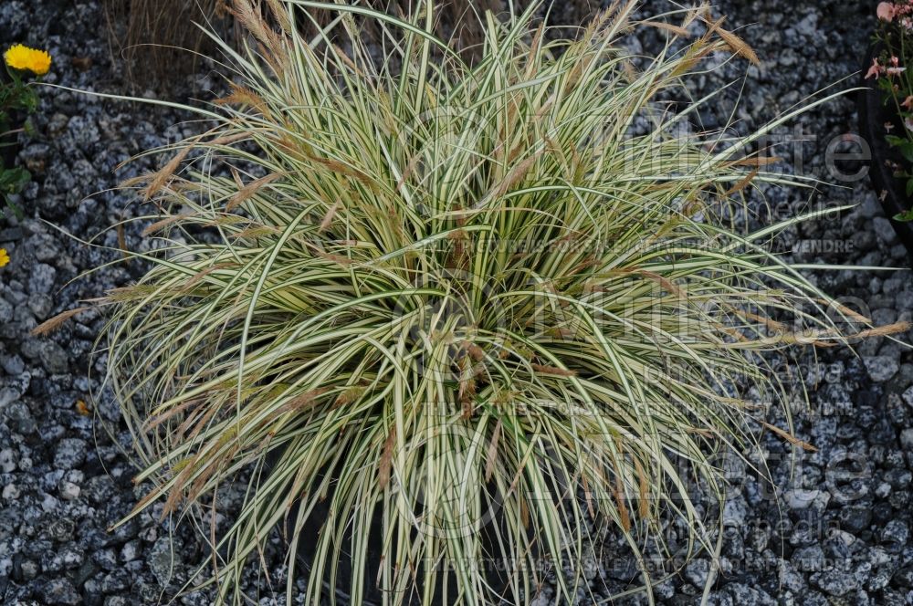 Carex Evergold (Sedge Ornamental Grass) 13 