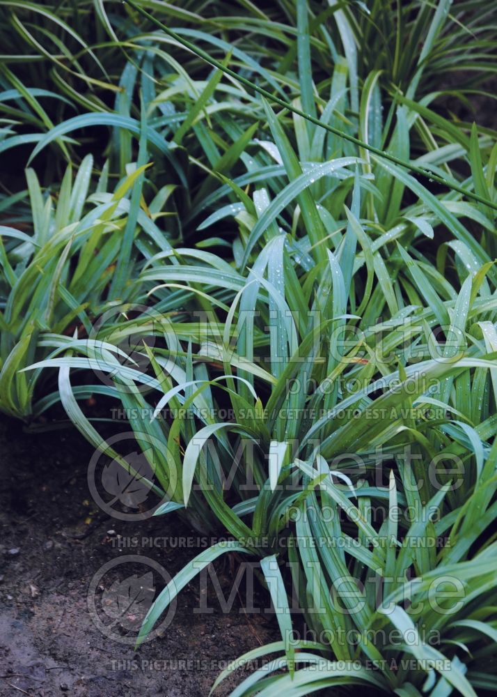 Carex Bunny Blue aka Hobb (Broad-leaved Sedge Ornamental Grass) 3