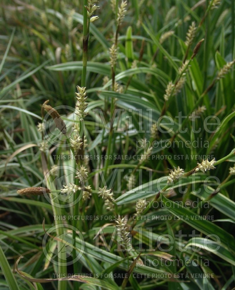 Carex Ice Dance (Sedge Ornamental Grass) 11 