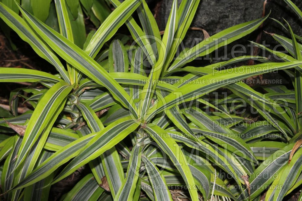 Carex Variegata (Sedge Ornamental Grass) 1c 