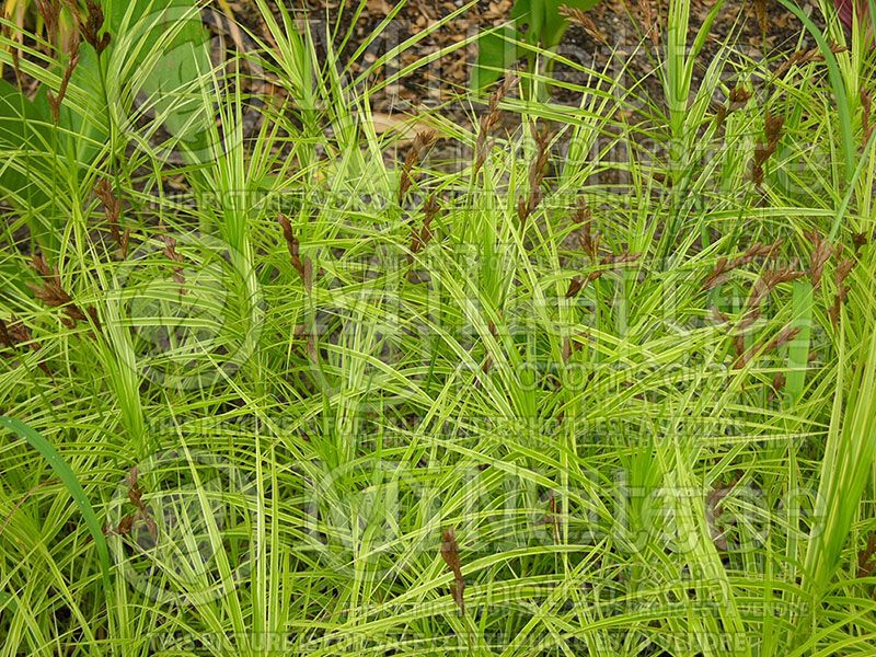 Carex Oehme (Variegated Palm Sedge Ornamental Grass)  4