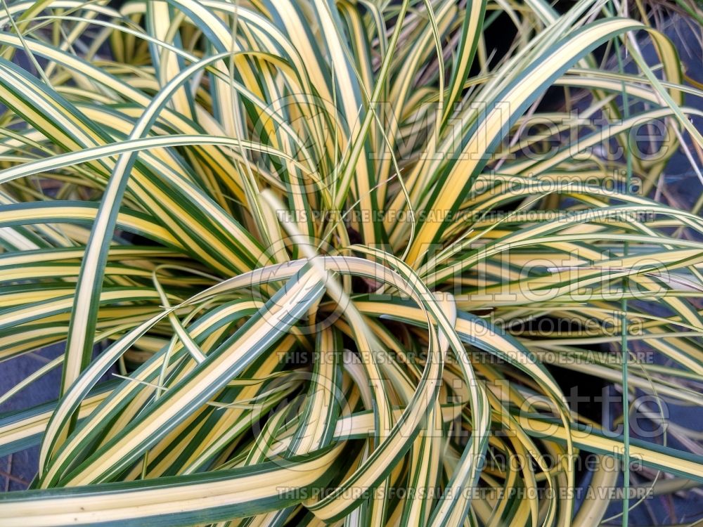 Carex EverColor Everoro (sedge Ornamental Grass) 1 