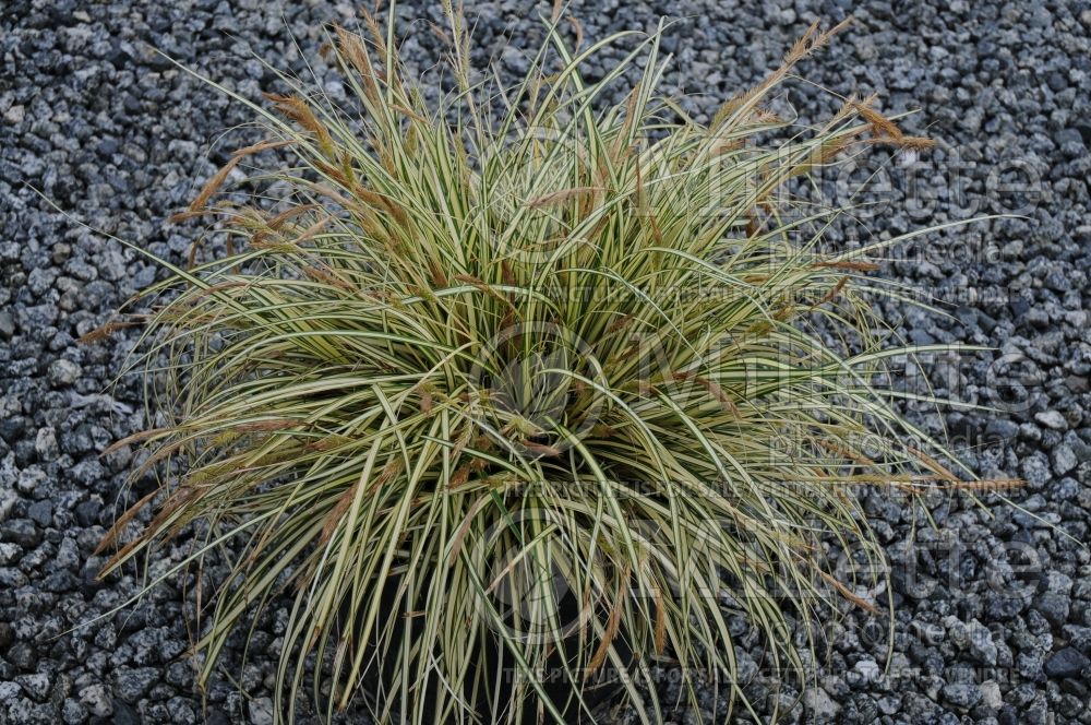 Carex Evergold (Sedge Ornamental Grass) 10 