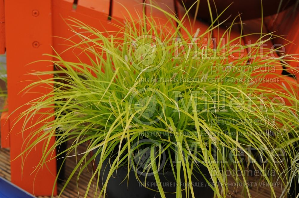 Carex Everillo aka EverColor (Blue Sedge, Heath Sedge Ornamental Grass) 1 