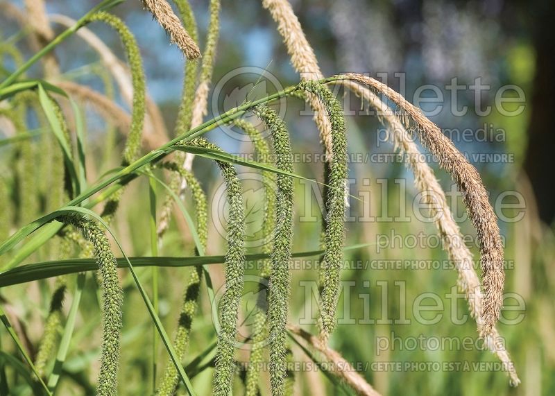 Carex pendula (Sedge Ornamental Grass) 2