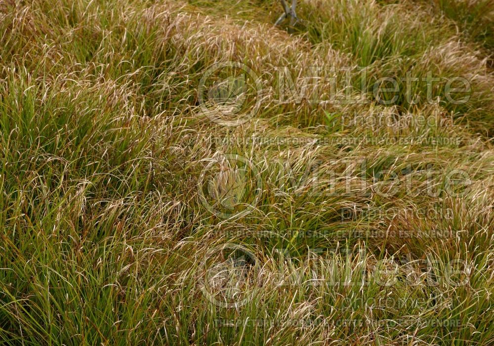 Carex pensylvanica (Sedge Ornamental Grass) 5