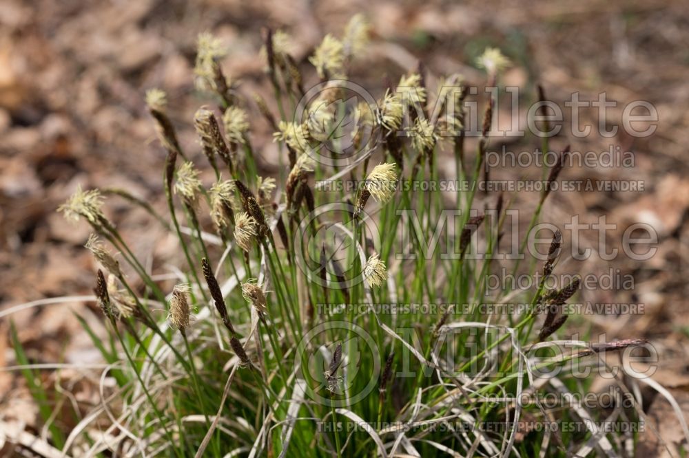 Carex pensylvanica (Sedge Ornamental Grass) 6