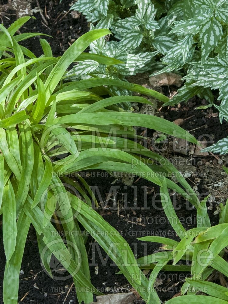 Carex plantaginea (Plantainleaf sedge Plantain-leaved Sedge Ornamental Grass) 4 
