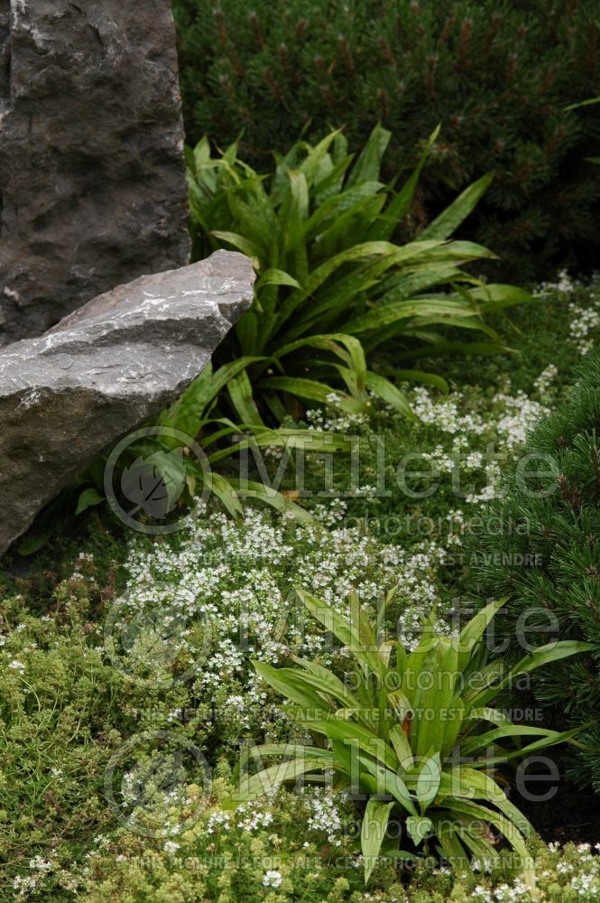 Carex plantaginea (Plantainleaf sedge Plantain-leaved Sedge Ornamental Grass)  2