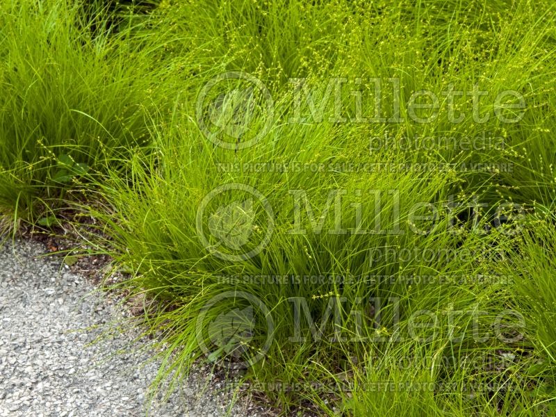 Carex radiata (Sedge Ornamental Grass) 3