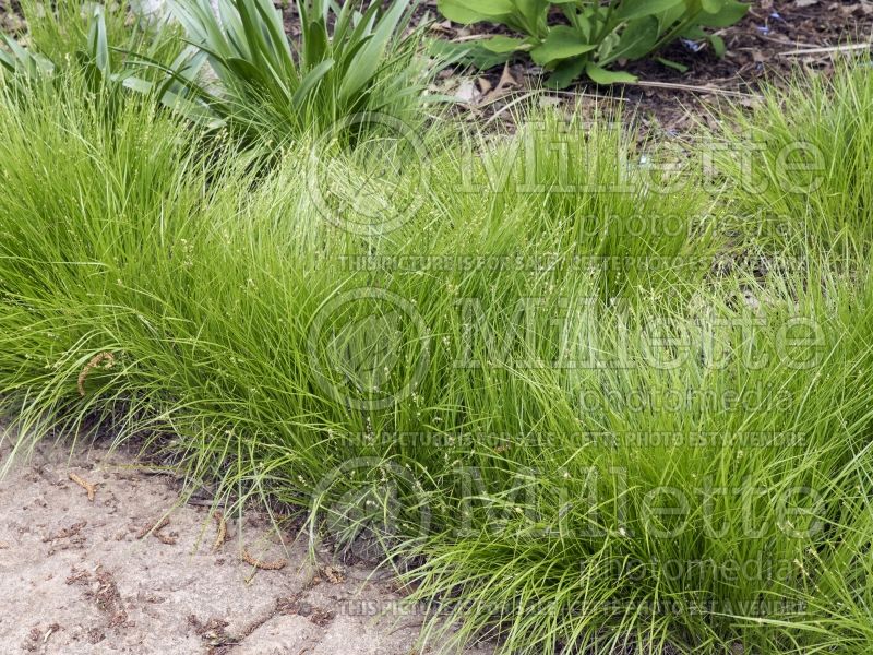 Carex rosea (Sedge Ornamental Grass) 1